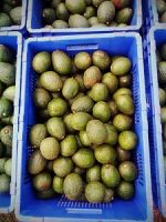 Hass Avocados