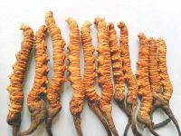 Yarsha Gumba (Cordyceps Sinensis)