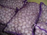 White Common Fresh Garlic