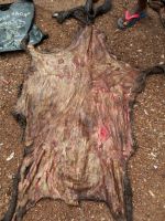 Dry And Wet Salted Donkey/Horse Hides/Wet Cow Hides