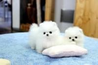 Charming.CUTE  Teacup Pomeranian Puppies For