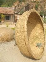 BAMBOO CORACLE