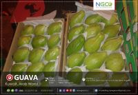 GUAVA