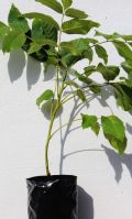 Grafted walnut trees (Juglans Regia)