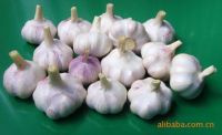 garlic 