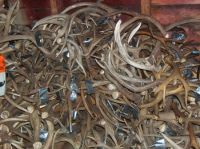 Red Deer Antlers