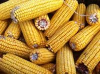 GOOD QUALITY DRY CORN