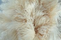 Natural Real Ostrich Feather