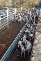 Boer Goats