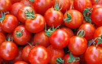 tomatoes