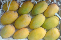 mangoes