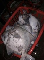 Fresh Chinese Pomfret Hook Line Caught AA+