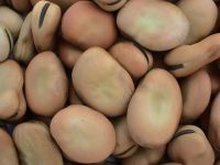 Faba Beans