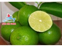 FRESH LIME FROM VIETNAM