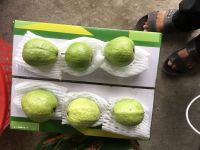 FRESH GUAVA HIGHEST QUALITY LOW PRICE