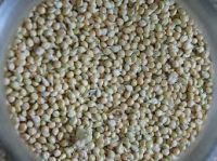 Pearl (Bajra) Millet ( Botanical Name - Pennisetm Typhoideum)