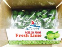 FRESH LIME SEEDLESS