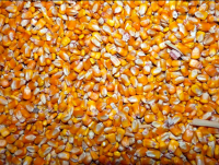 High quality Maize Dried Corn