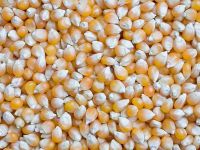 Popcorn Kernel for sale