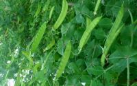 Snow Peas 