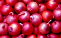 Red onion