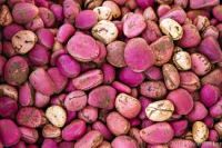 Freesh  Kola  Nut  For  Sale