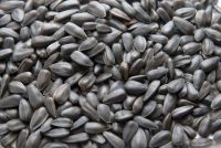 Sunflower Seeds, Snow White Pumpkin Seeds Nut