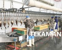OVERHEAD CONVEYOR - POULTRY DEFEATHERING - POULTRY PROCESSING