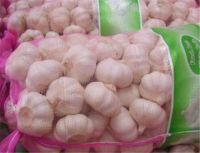 2017 new crop garlic normal white garlic 