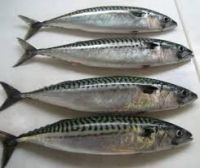 FROZEN SPANISH MACKEREL FISH WHOLE ROUND