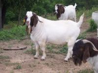 100% Full Blood LIVE Boer Goats