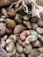 Raw Cashew nuts