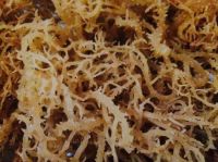 DRIED EUCHEUMA COTTONII For CARRAGEENAN /COMESTIC