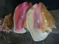 Queen Conch Shells