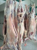 Fresh lamb meat