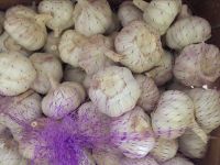 2017 New Crop 5cm Normal White Fresh Garlic 10kg Mesh Bag Packing