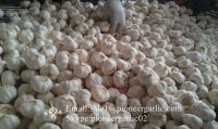 Chinese Fresh Jinxiang Pure White Snow White Garlic Packed In 5kg/10kg Box/ Mesh Bag