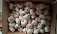 New Crop 4.5cm Normal White Fresh Garlic In 10 kg Box Packing