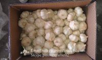 New Crop Chinese 5.5cm Pure White Fresh Garlic Small Packing In Mesh Bag