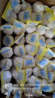 New Crop Chinese 5.5cm Pure White Fresh Garlic Small Packing In Mesh Bag