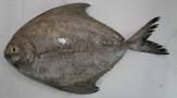 FROZEN SILVER/BLACK POMFRET