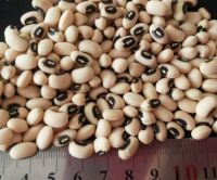 cowpea