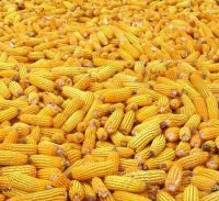 CORN