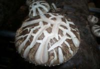 Shiitake Mushroom Spawn Growing Bag