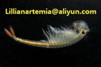 artemia cysts fish feed high hatching rate