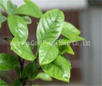 Plants High Quality Fresh Cut Leaves Gardenia