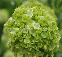 Decorative Superior Quality Fresh Cut Flowers Hydrangea for Christmas