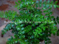 Green Decorative Plants Fresh Cut Leaves Murraya