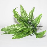 Pretty Decorative Fresh Cut Leaves Nephrolepis