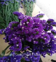 Hot Sell Wonderful Fresh Cut Flowers Purple Statice